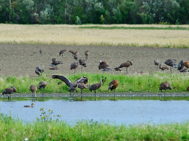 Alaska Wildlife-41.JPG